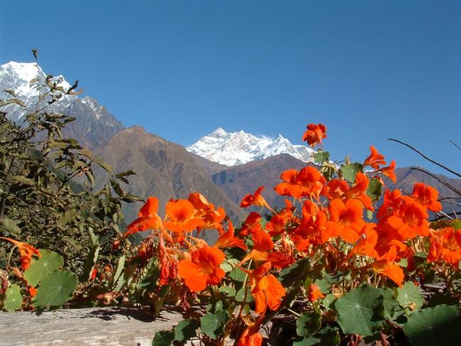 <span>Flora and Fauna in Nepal</span>
